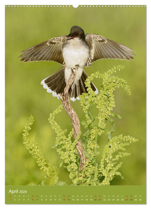 Songbirds USA (CALVENDO wall calendar 2024) 