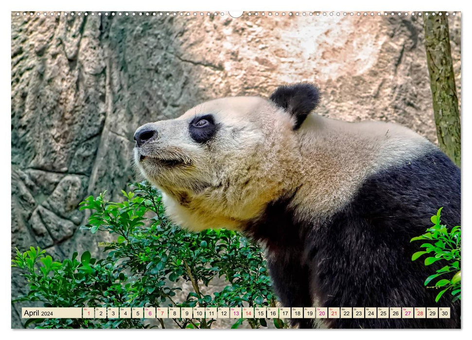 Niedlicher Panda (CALVENDO Wandkalender 2024)