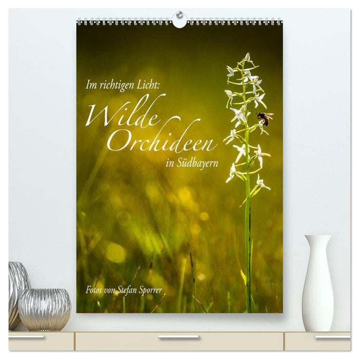 In the right light: Wild orchids in southern Bavaria (CALVENDO Premium Wall Calendar 2024) 