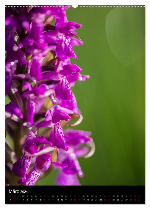 In the right light: Wild orchids in southern Bavaria (CALVENDO Premium Wall Calendar 2024) 