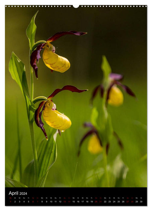 Im richtigen Licht: Wilde Orchideen in Südbayern (CALVENDO Premium Wandkalender 2024)