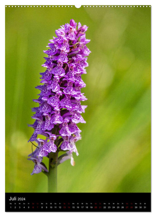 Im richtigen Licht: Wilde Orchideen in Südbayern (CALVENDO Premium Wandkalender 2024)