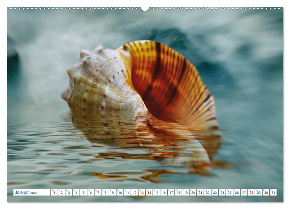 Shell Poetry - ARTWORK (CALVENDO Wall Calendar 2024) 