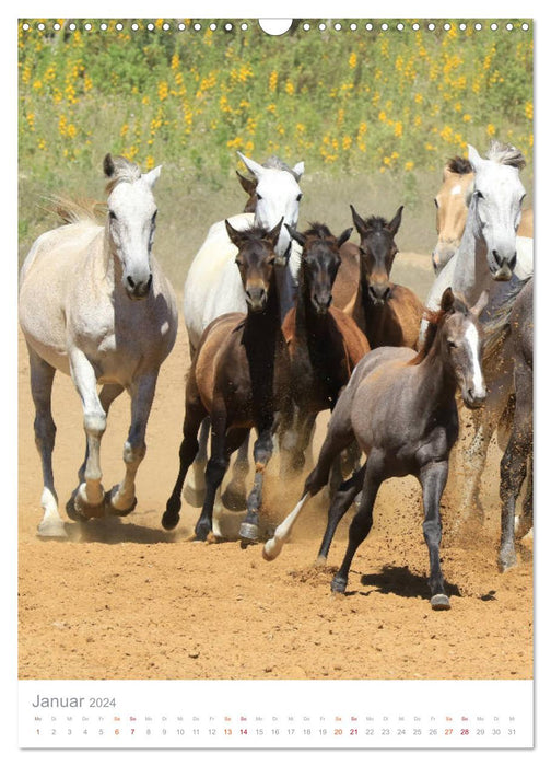 Caballos - Die schönen Pferde Spaniens (CALVENDO Wandkalender 2024)