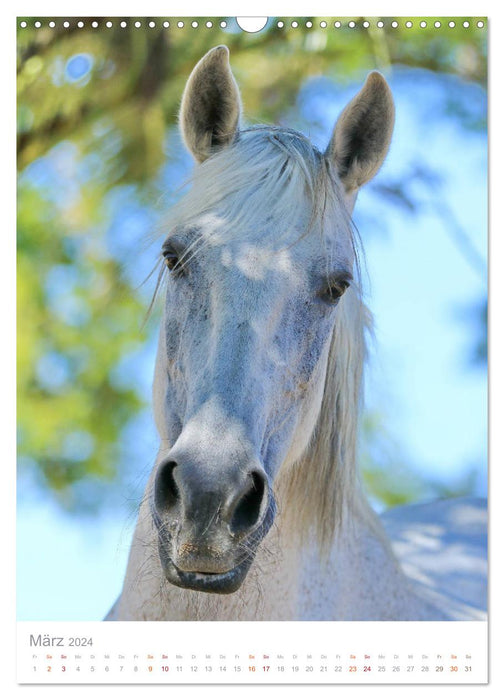 Caballos - Die schönen Pferde Spaniens (CALVENDO Wandkalender 2024)