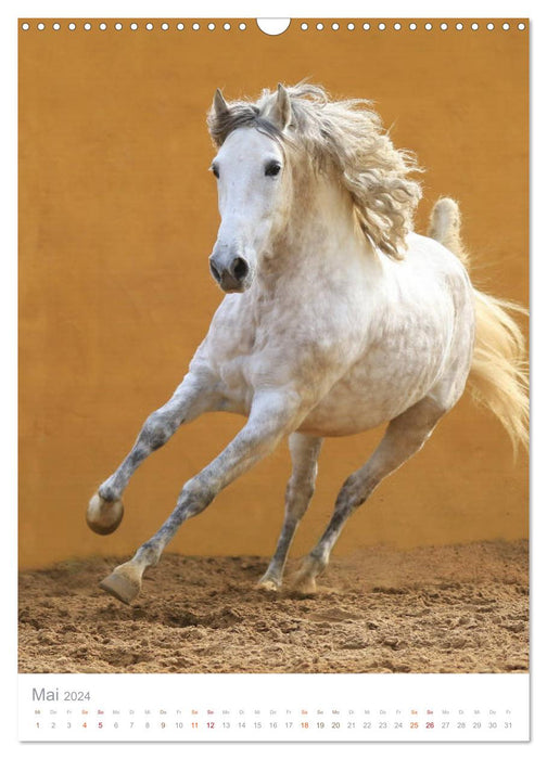 Caballos - The beautiful horses of Spain (CALVENDO wall calendar 2024) 