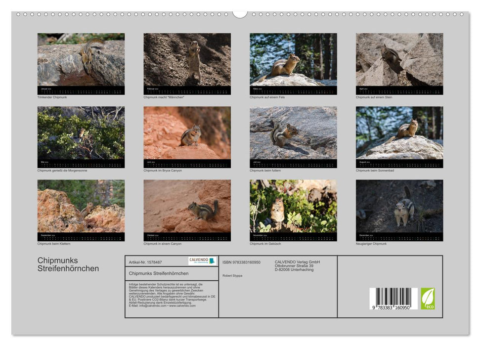 Chipmunks Streifenhörnchen (CALVENDO Premium Wandkalender 2024)