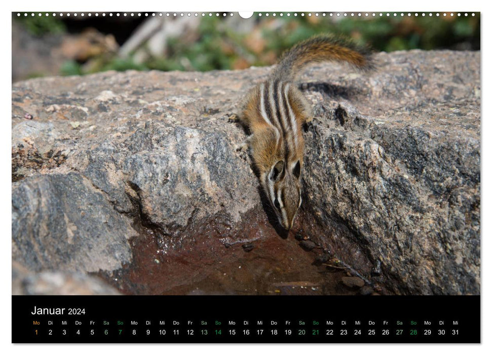 Chipmunks Streifenhörnchen (CALVENDO Premium Wandkalender 2024)