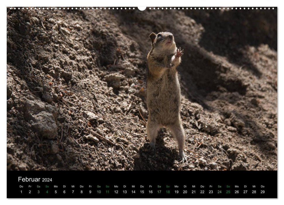 Chipmunks Streifenhörnchen (CALVENDO Premium Wandkalender 2024)