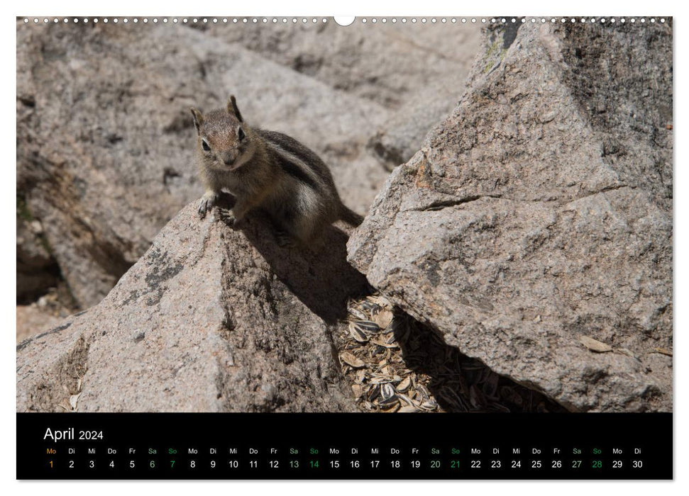 Chipmunks Streifenhörnchen (CALVENDO Premium Wandkalender 2024)