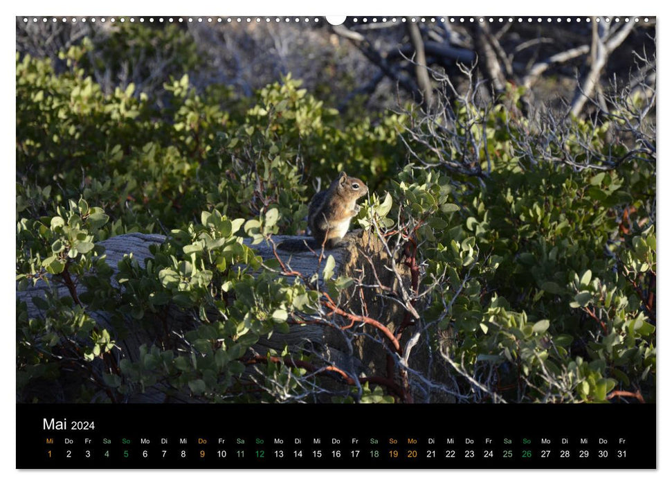 Chipmunks Streifenhörnchen (CALVENDO Premium Wandkalender 2024)