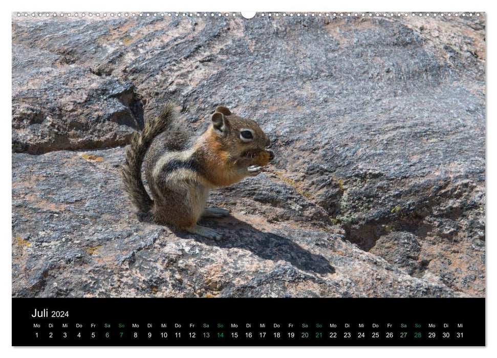 Chipmunks Chipmunks (CALVENDO Premium Wall Calendar 2024) 