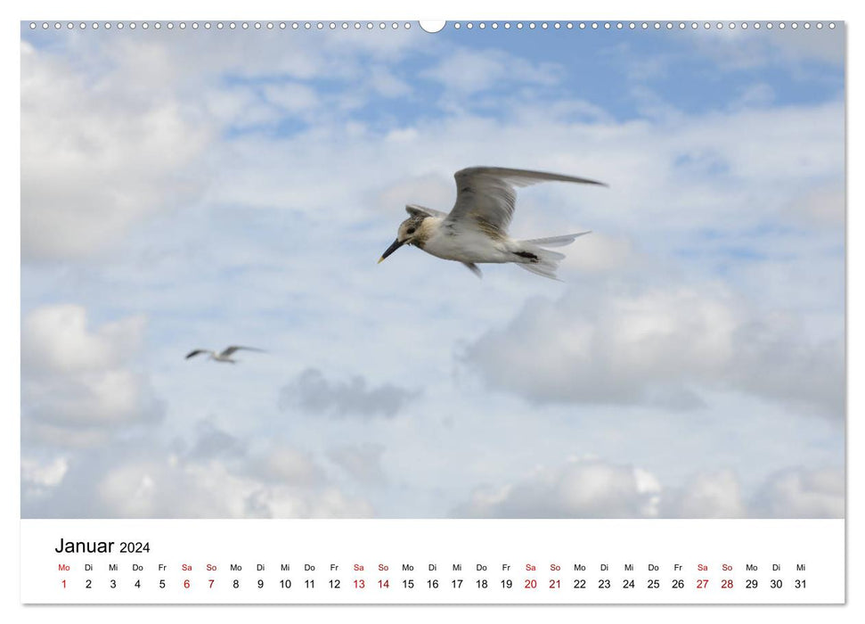 Mouettes au bord de la mer (Calvendo Premium Wall Calendar 2024) 