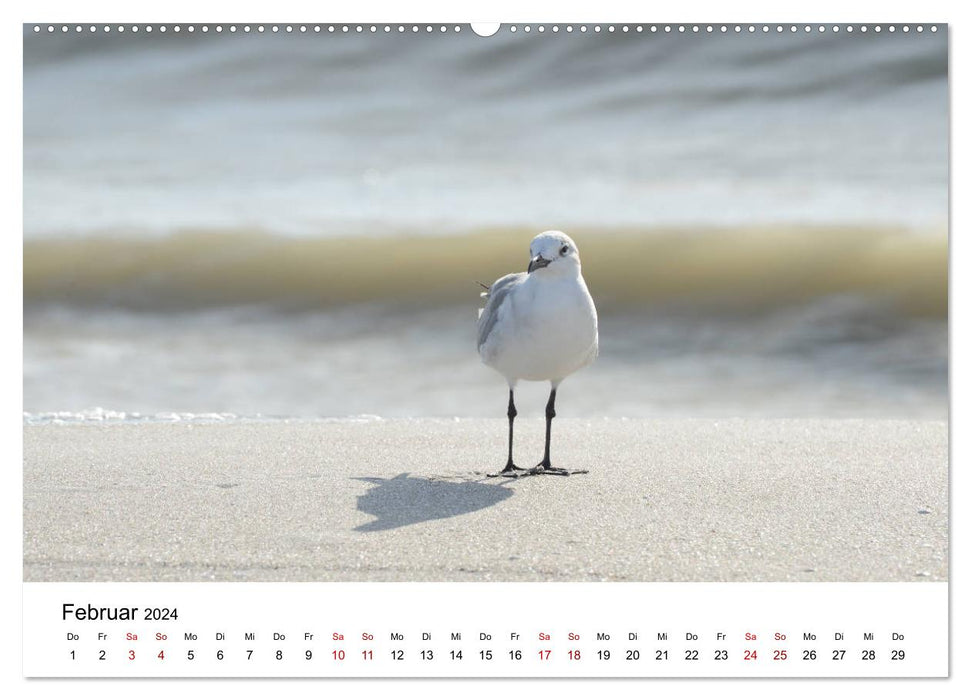 Seagulls by the Sea (CALVENDO Premium Wall Calendar 2024) 