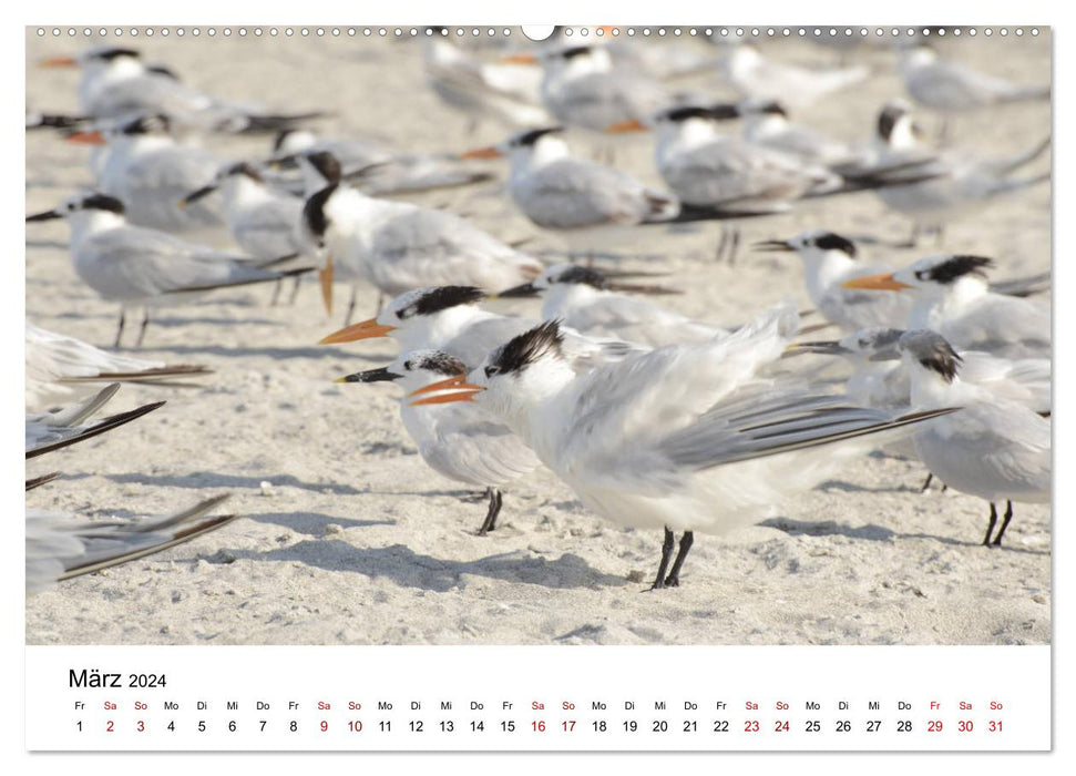 Seagulls by the Sea (CALVENDO Premium Wall Calendar 2024) 