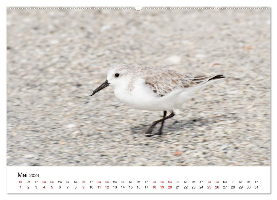 Möwen am Meer (CALVENDO Premium Wandkalender 2024)