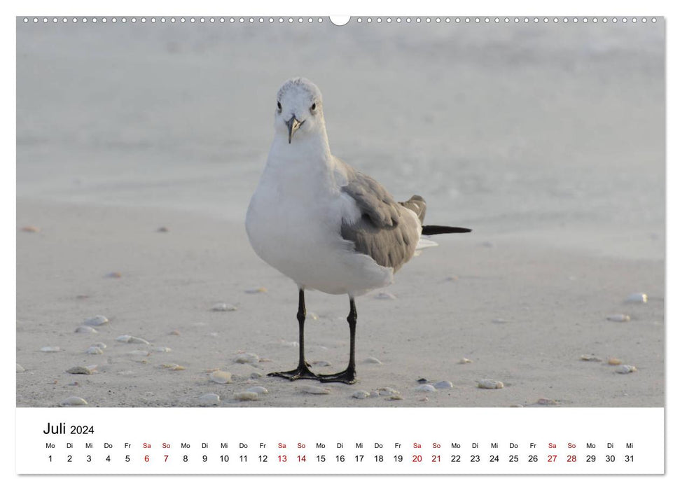 Mouettes au bord de la mer (Calvendo Premium Wall Calendar 2024) 