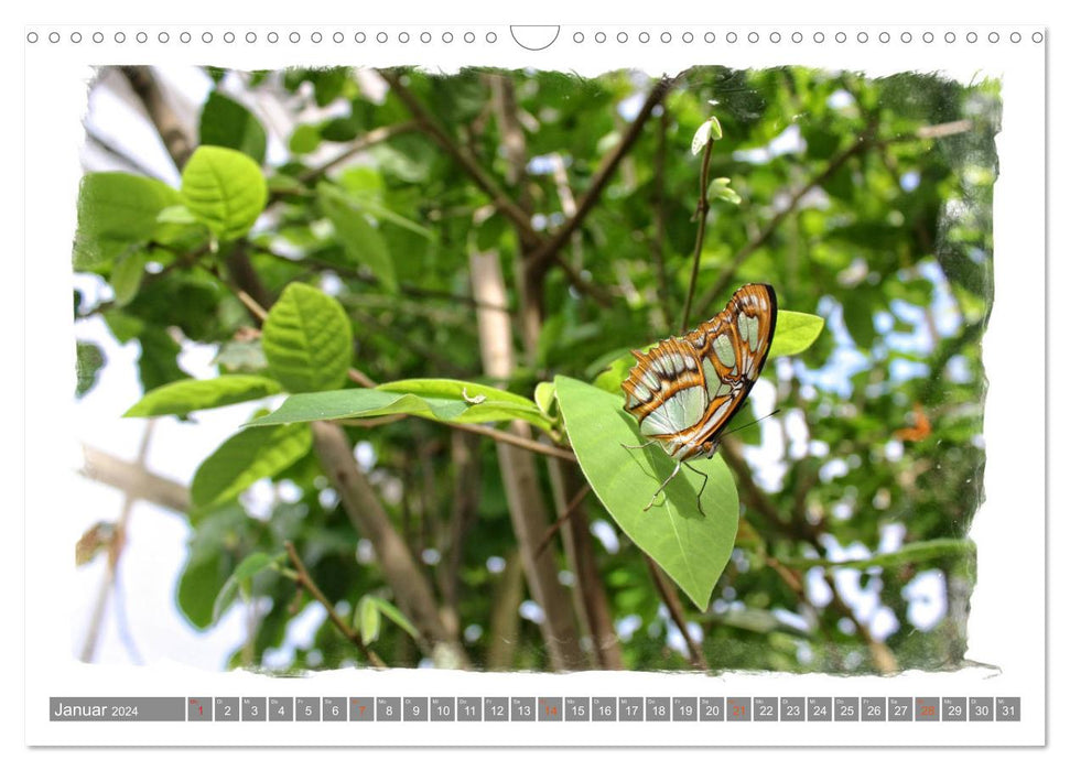 Zauberhafte Schmetterlinge (CALVENDO Wandkalender 2024)