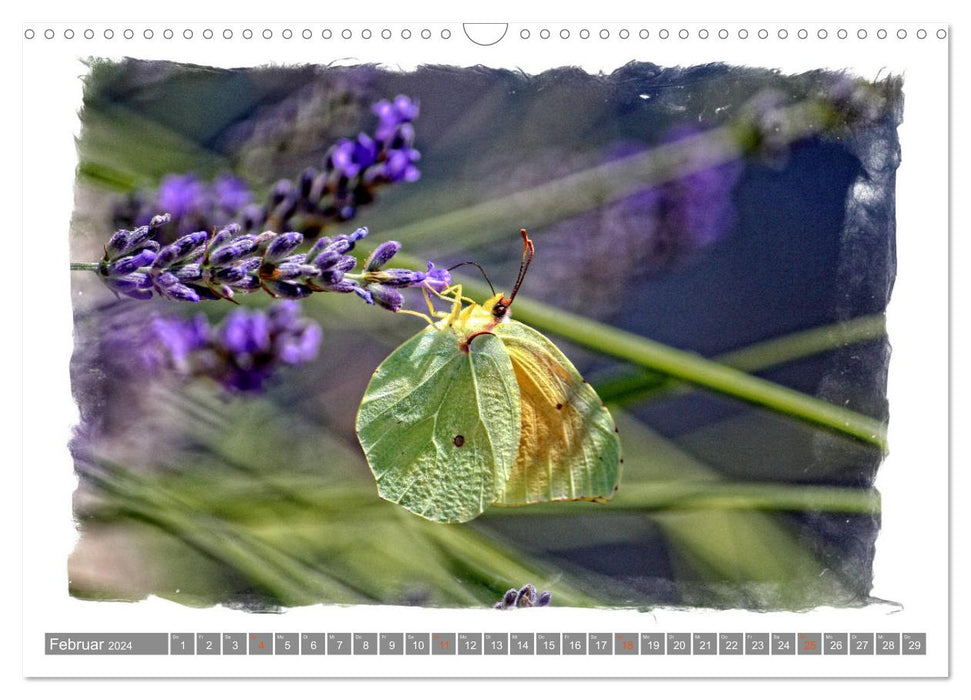 Zauberhafte Schmetterlinge (CALVENDO Wandkalender 2024)