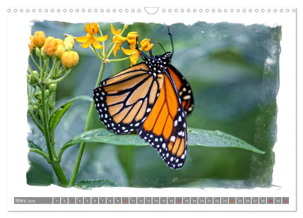 Magical butterflies (CALVENDO wall calendar 2024) 