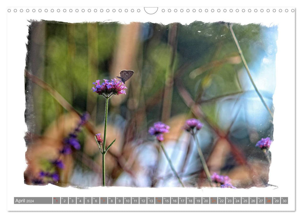 Magical butterflies (CALVENDO wall calendar 2024) 