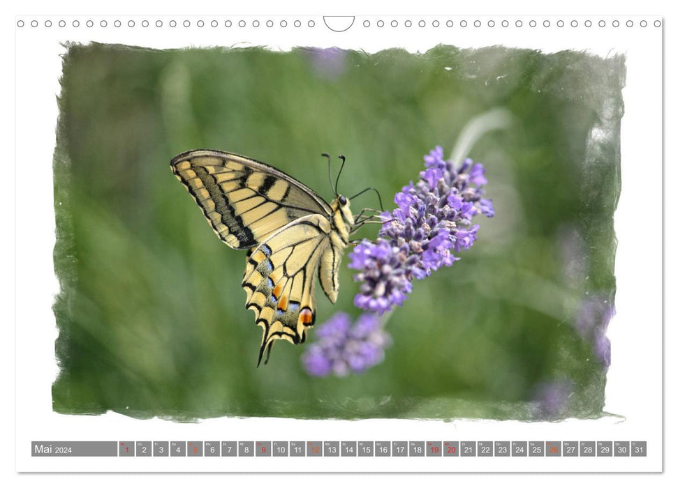 Magical butterflies (CALVENDO wall calendar 2024) 