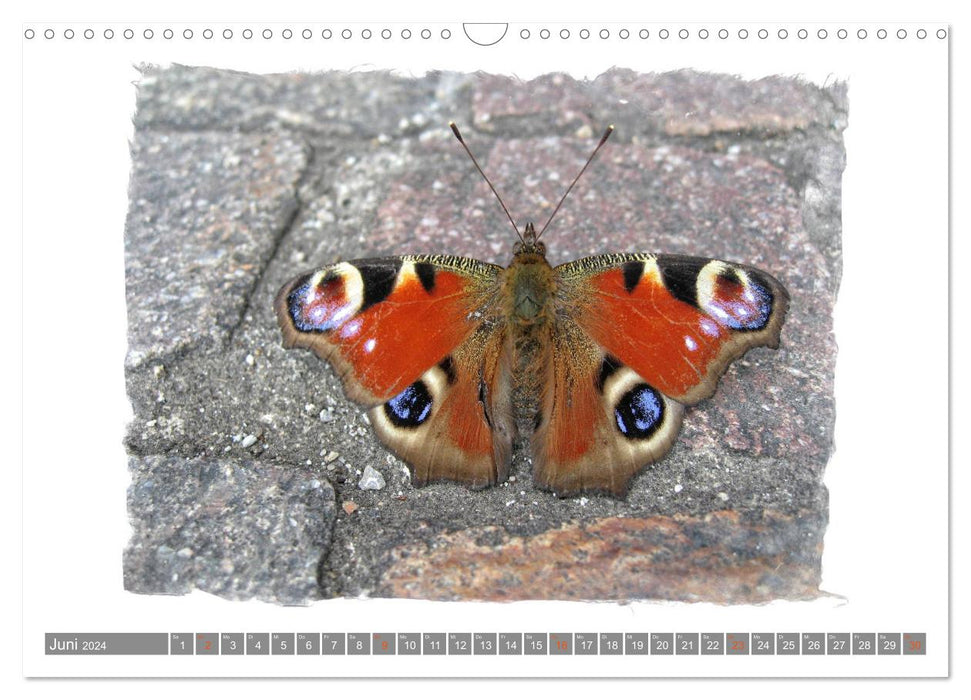 Magical butterflies (CALVENDO wall calendar 2024) 