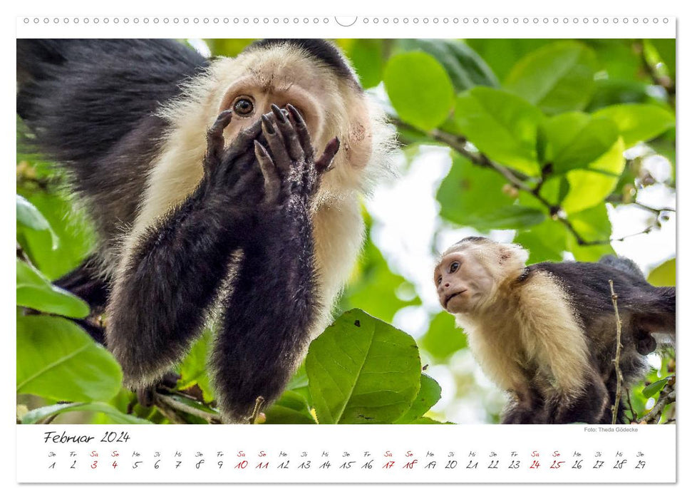 Pure nature, Costa Rica (CALVENDO wall calendar 2024) 