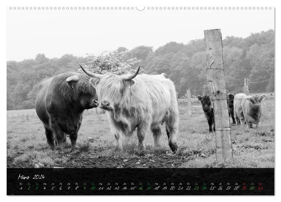 Highland Cattle from the Northern Lights - Fascination of Highland Cattle (CALVENDO Premium Wall Calendar 2024) 