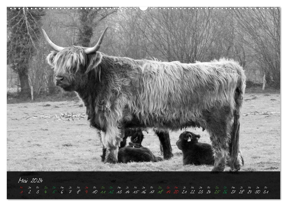 Highland Cattle from the Northern Lights - Fascination of Highland Cattle (CALVENDO Premium Wall Calendar 2024) 