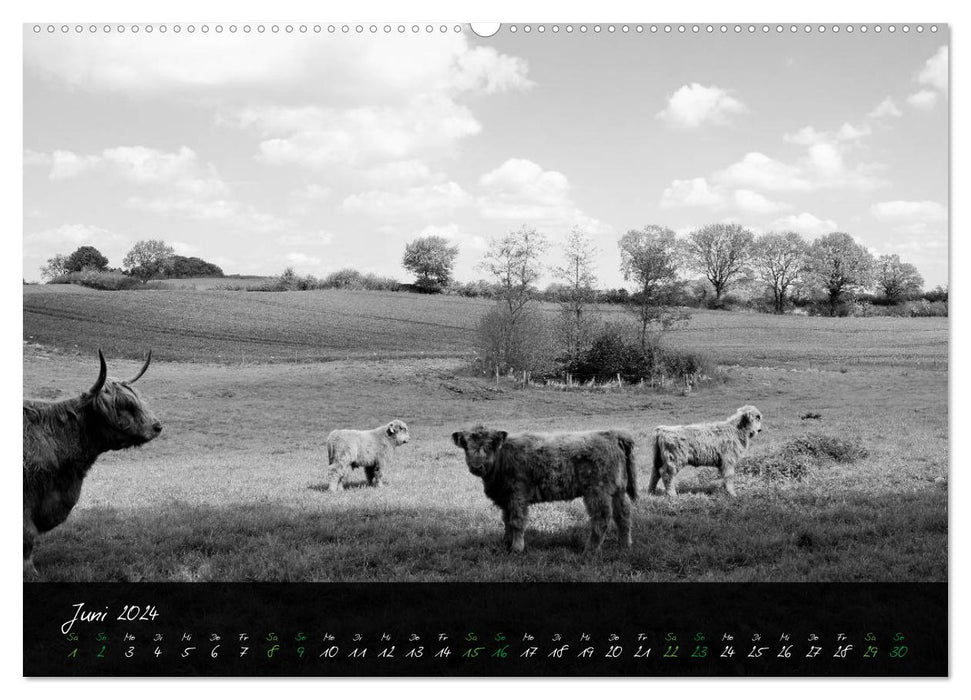 Highland Cattle from the Northern Lights - Fascination of Highland Cattle (CALVENDO Premium Wall Calendar 2024) 