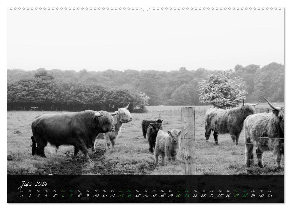 Highland Cattle from the Northern Lights - Fascination of Highland Cattle (CALVENDO Premium Wall Calendar 2024) 