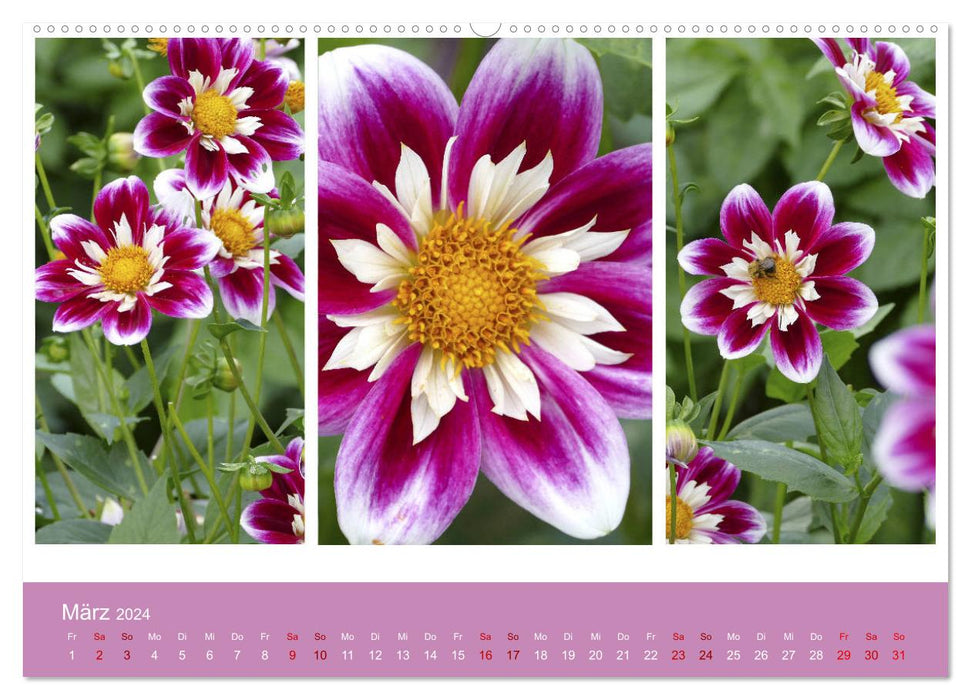 Dahlia triplets (CALVENDO Premium wall calendar 2024) 