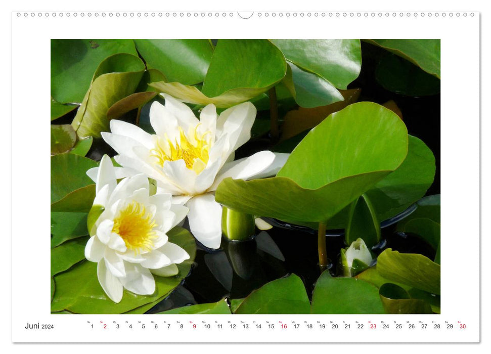 Blossoms of a Summer (CALVENDO Wall Calendar 2024) 