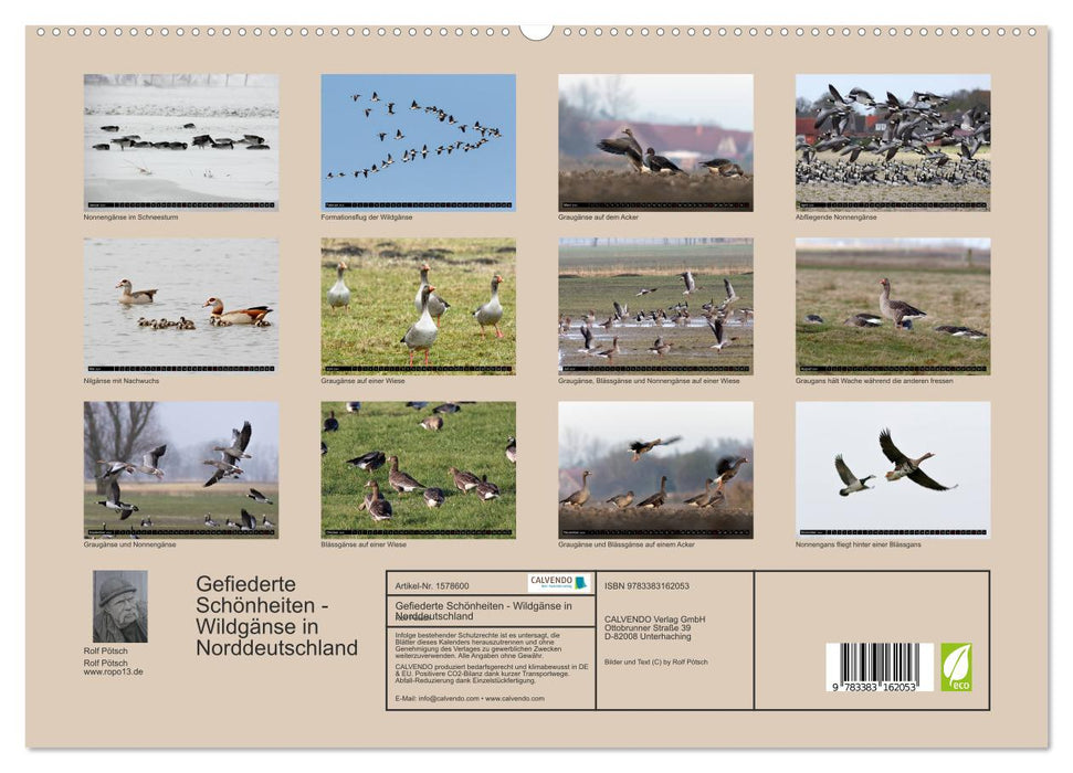 Feathered beauties - wild geese in Northern Germany (CALVENDO Premium Wall Calendar 2024) 