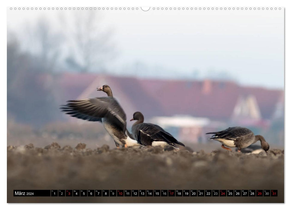 Feathered beauties - wild geese in Northern Germany (CALVENDO Premium Wall Calendar 2024) 