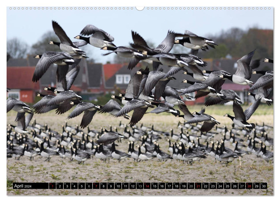 Feathered beauties - wild geese in Northern Germany (CALVENDO Premium Wall Calendar 2024) 