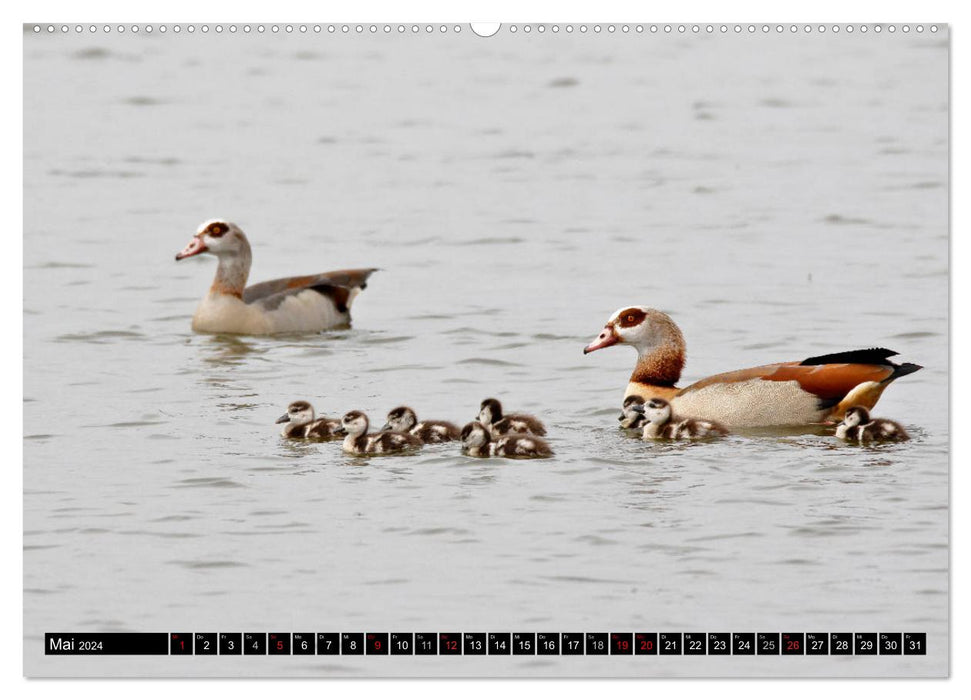 Feathered beauties - wild geese in Northern Germany (CALVENDO Premium Wall Calendar 2024) 