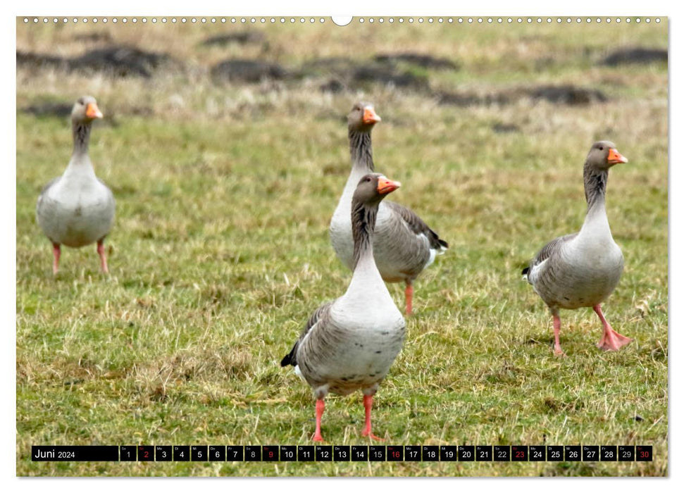 Gefiederte Schönheiten - Wildgänse in Norddeutschland (CALVENDO Premium Wandkalender 2024)