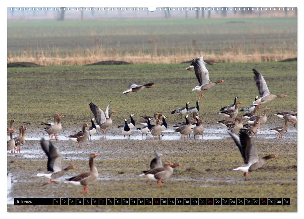 Feathered beauties - wild geese in Northern Germany (CALVENDO Premium Wall Calendar 2024) 