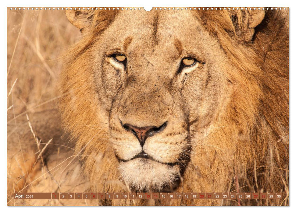 Uganda - in the heart of Africa (CALVENDO wall calendar 2024) 