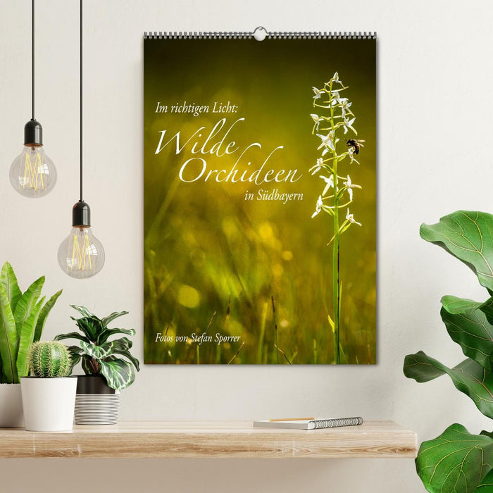 In the right light: Wild orchids in southern Bavaria (CALVENDO wall calendar 2024) 