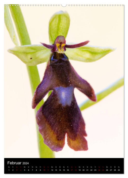 Im richtigen Licht: Wilde Orchideen in Südbayern (CALVENDO Wandkalender 2024)