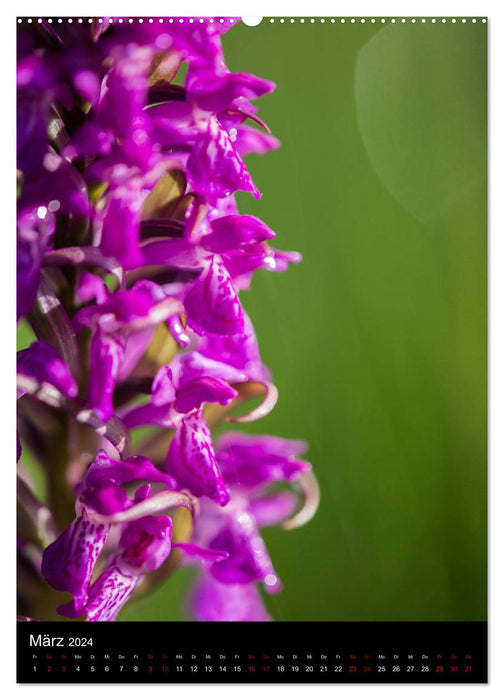 In the right light: Wild orchids in southern Bavaria (CALVENDO wall calendar 2024) 