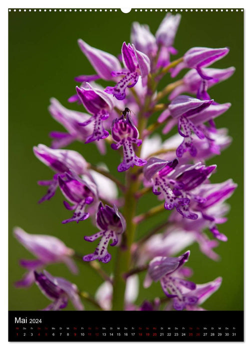 In the right light: Wild orchids in southern Bavaria (CALVENDO wall calendar 2024) 