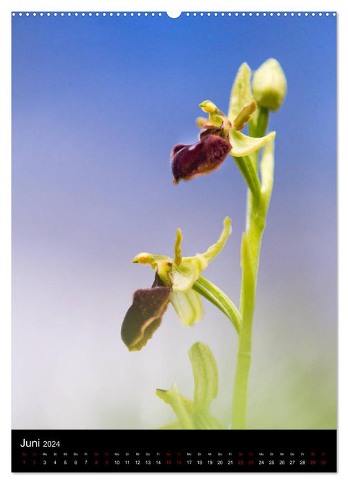 Im richtigen Licht: Wilde Orchideen in Südbayern (CALVENDO Wandkalender 2024)