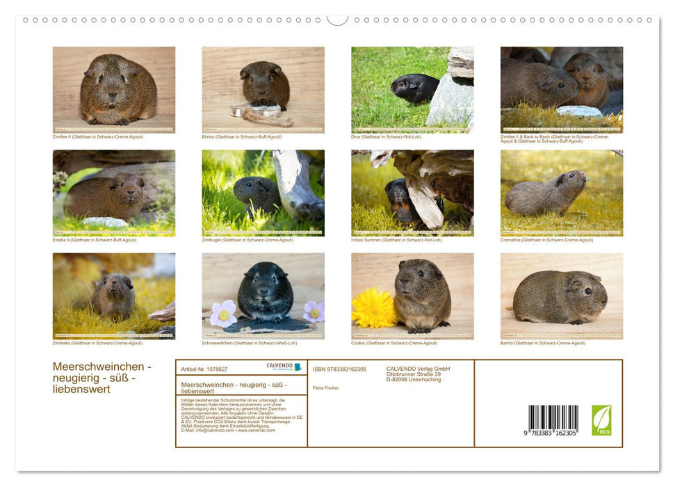 GUINEA PIG curious - sweet - adorable (CALVENDO Premium Wall Calendar 2024) 