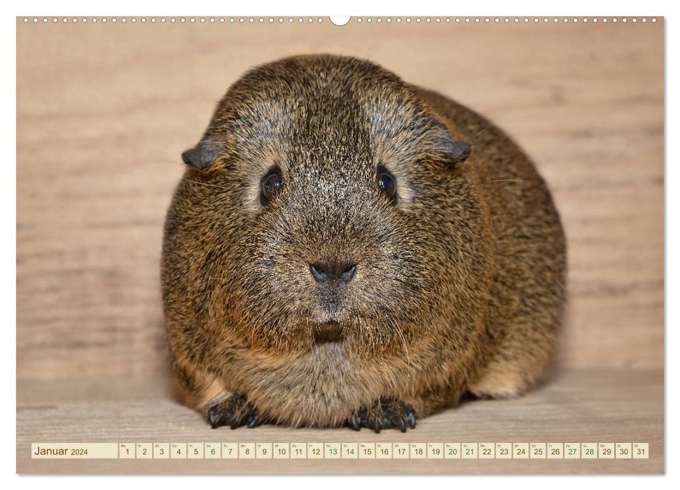 GUINEA PIG curious - sweet - adorable (CALVENDO Premium Wall Calendar 2024) 