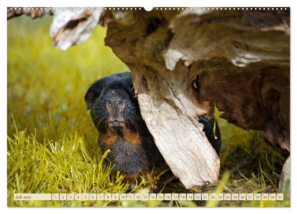 GUINEA PIG curious - sweet - adorable (CALVENDO Premium Wall Calendar 2024) 