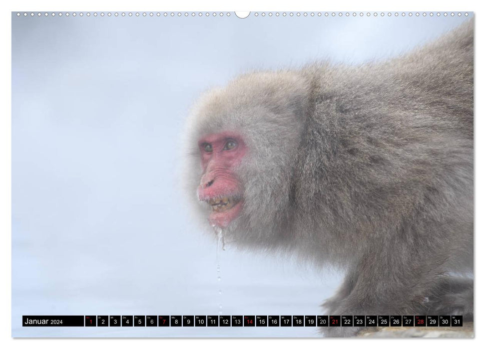 Schneeaffen im Jigokudani Nationalpark (CALVENDO Wandkalender 2024)